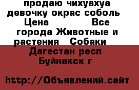 продаю чихуахуа девочку,окрас соболь › Цена ­ 25 000 - Все города Животные и растения » Собаки   . Дагестан респ.,Буйнакск г.